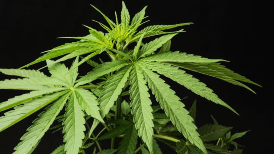 Je to marihuana?